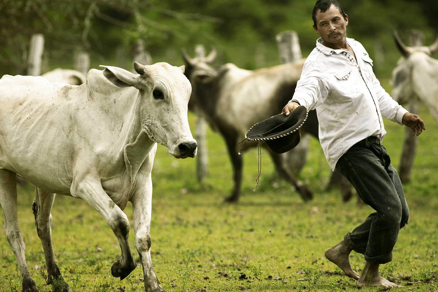 Cattle Herding and Conservation of Wildlife in Colombia